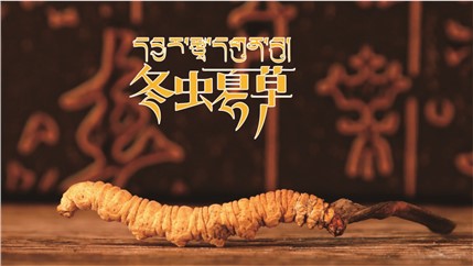 那曲新鮮冬蟲夏草什么時候采挖？